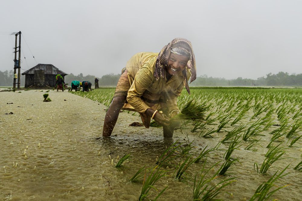 Farming In Rain