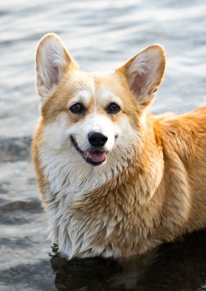 Фотография автора Пешков Егор