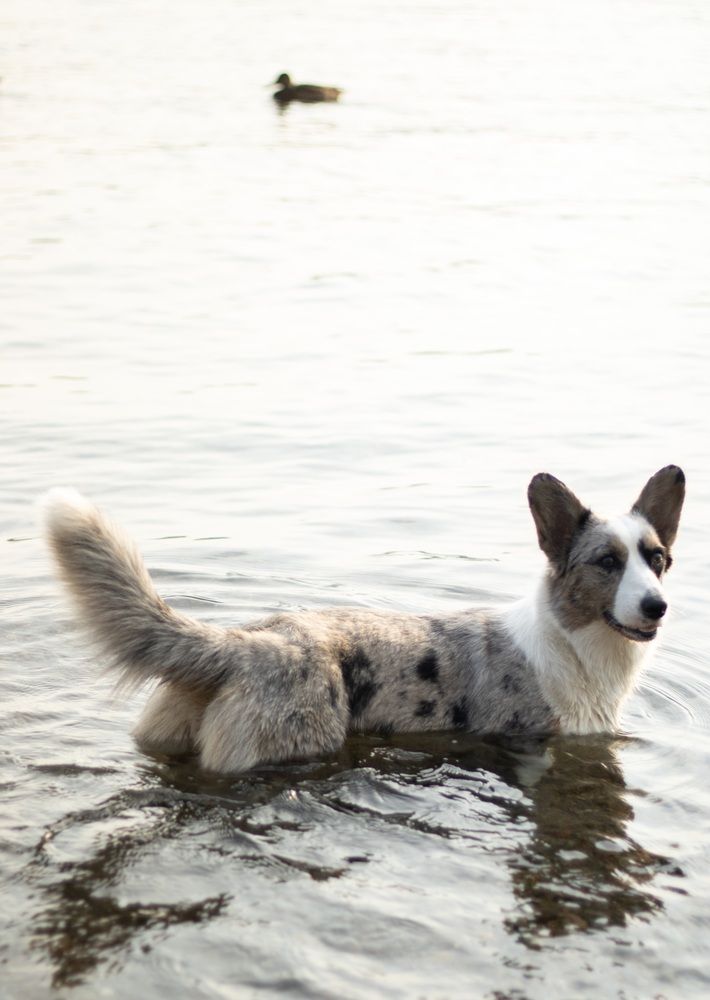 Фотография автора Пешков Егор