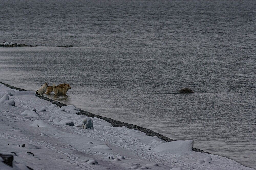Photograph by Алексей Логинов