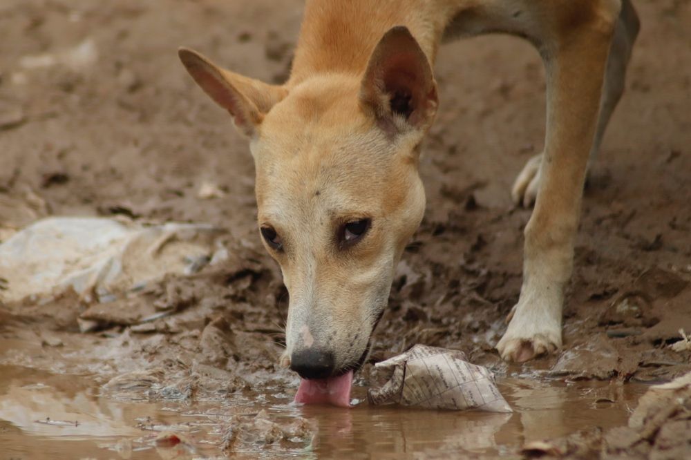 Фотография автора Washiful Majid