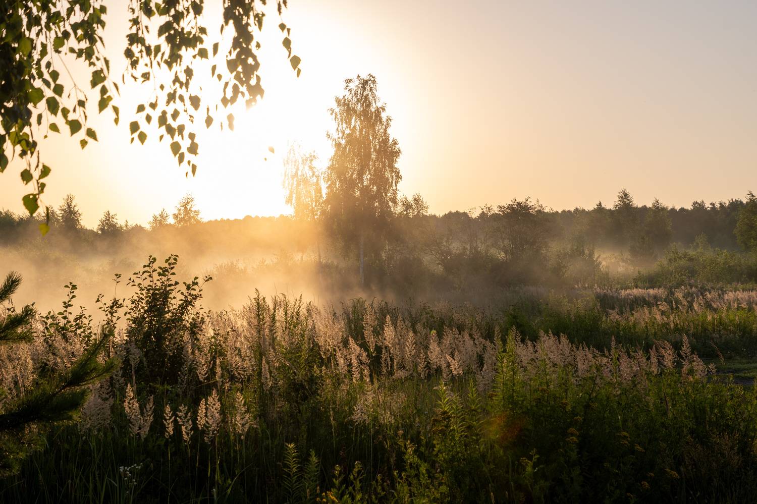 Летнее утро Летнее утро