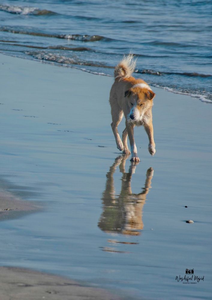 Фотография автора Washiful Majid