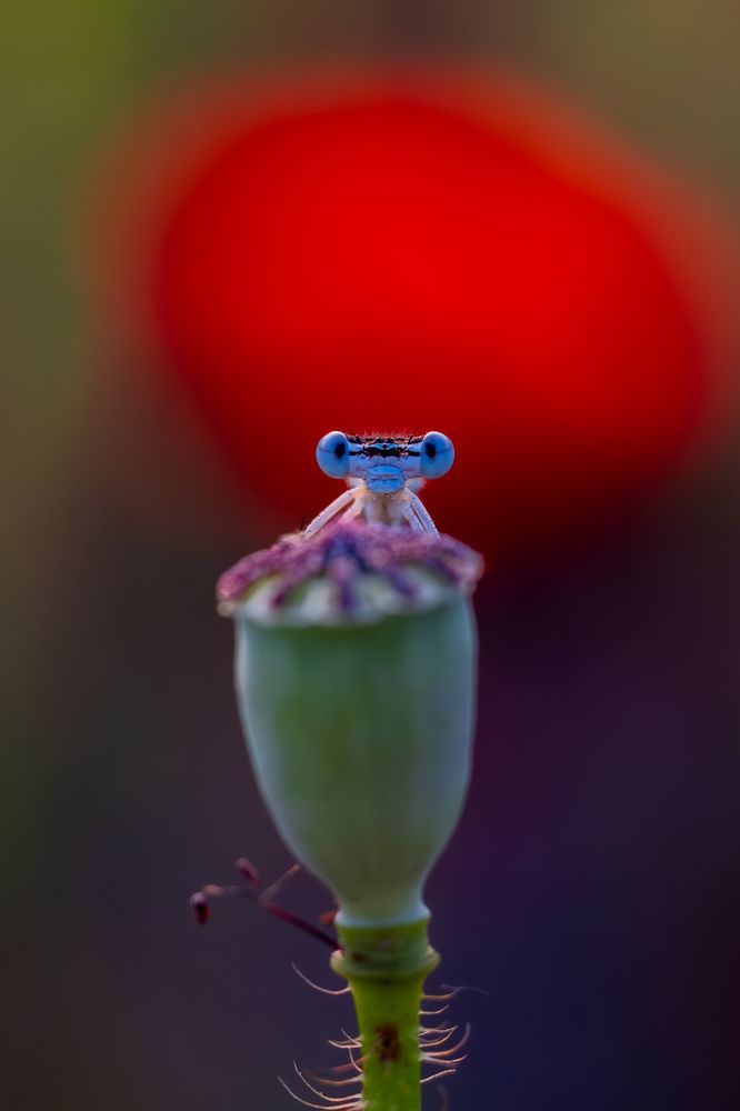 Poppy Guardian