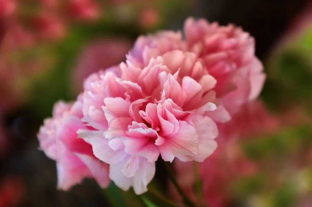 Photograph by Mila Nikolova