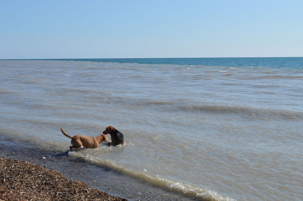 Пойдем играть