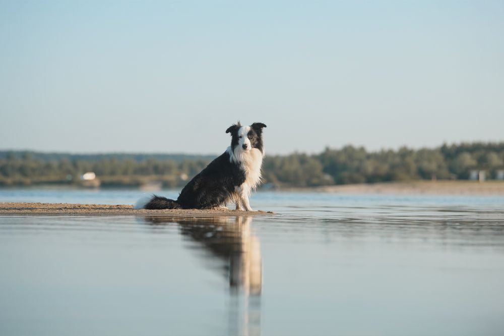 Фотография автора Алена Ковалёва