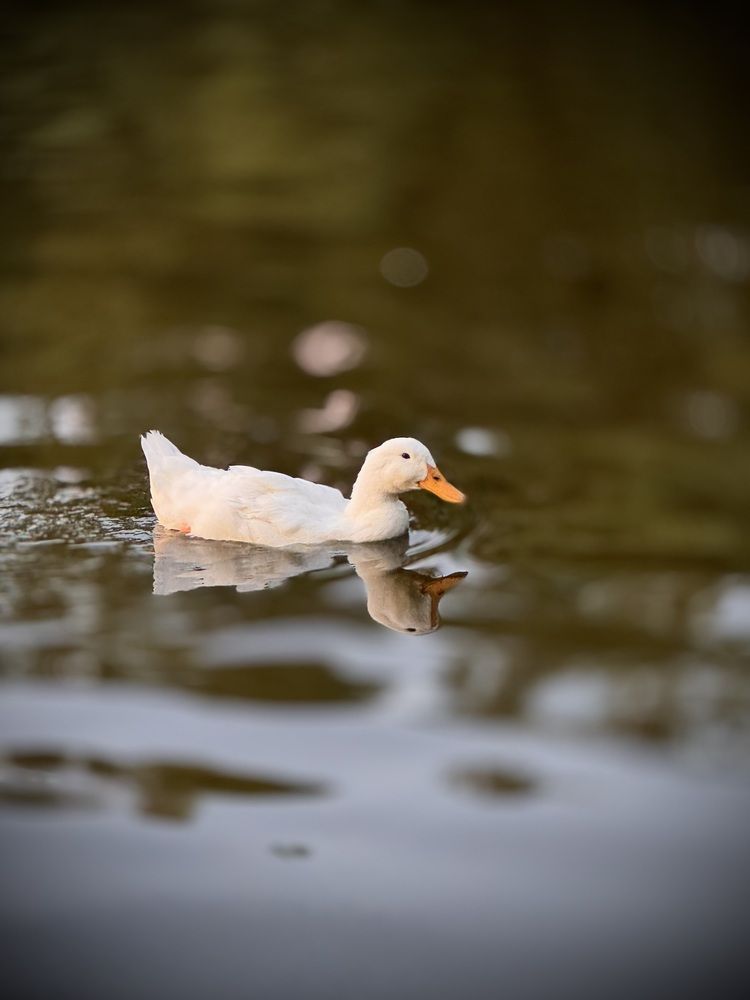 Photograph by Татьяна Смирнова