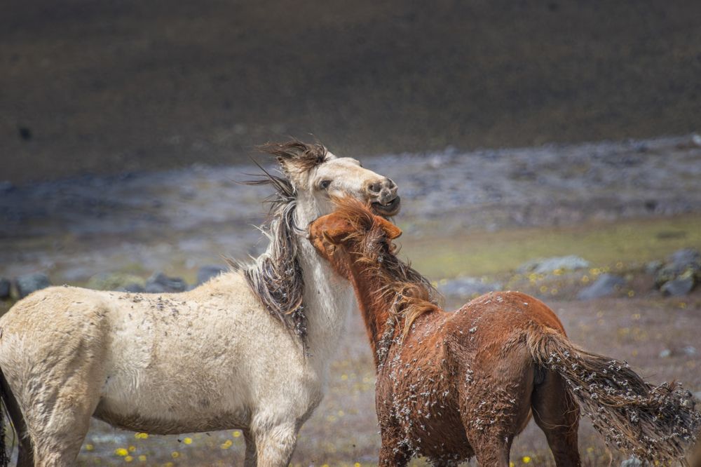 Photograph by Susie Castellano