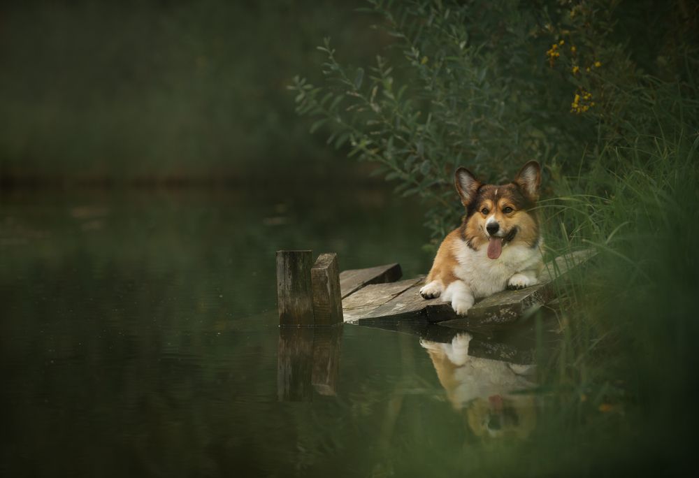 Still waters/ В тихом омуте