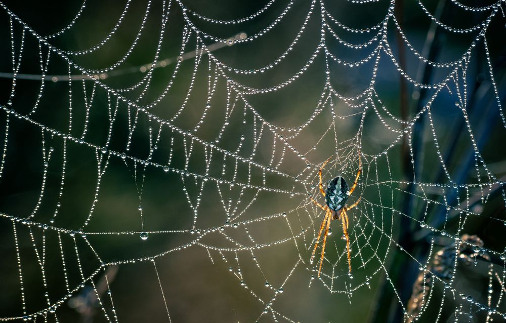 Photograph by Александр Рудный