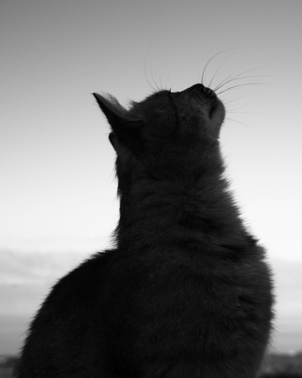 Photo #12441469