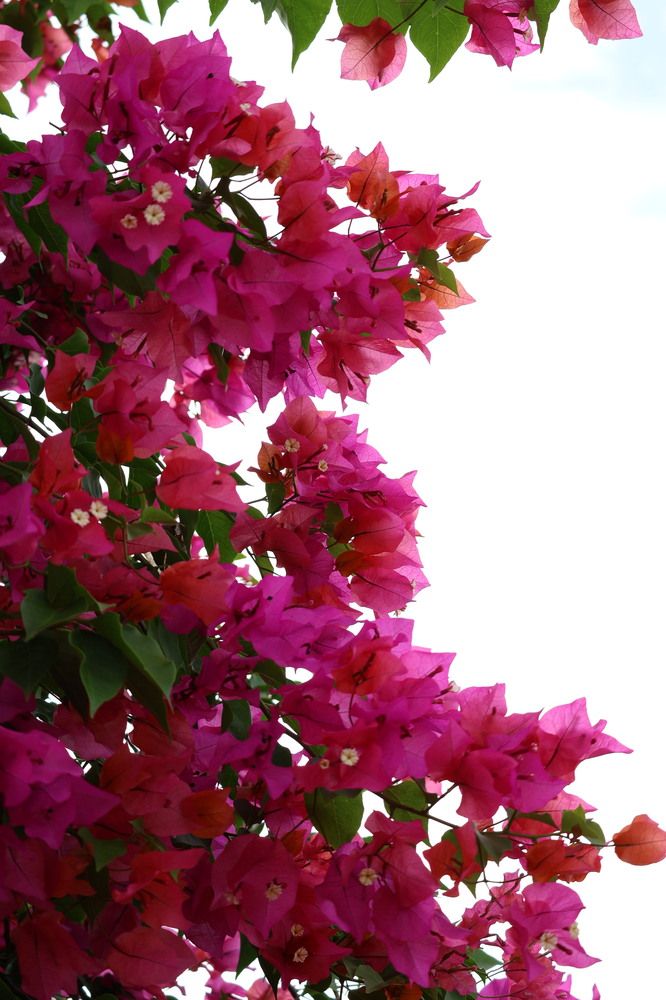 Photograph by DH33RAJ RAJ3SH