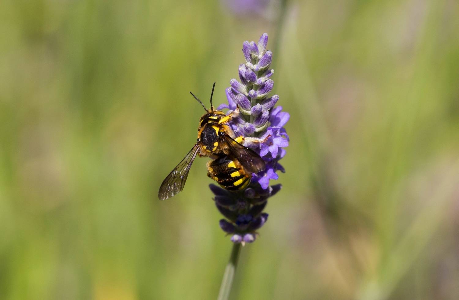 Пчела-шерстобит на лаванде