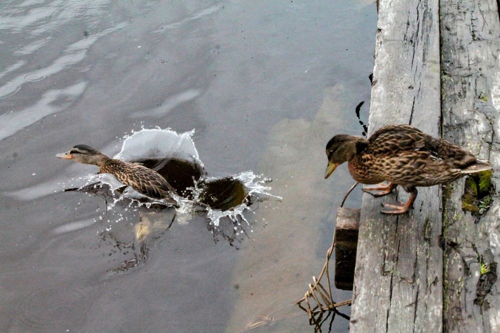 Photograph by Лола Балашова