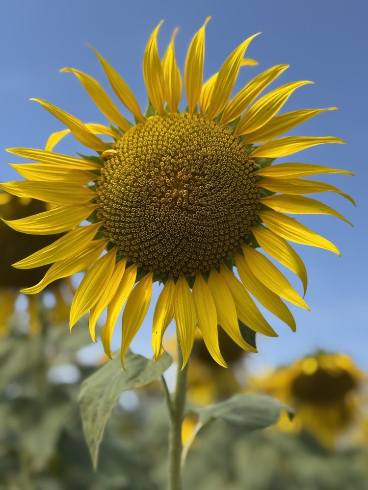 Photograph by Бойкова Наталия