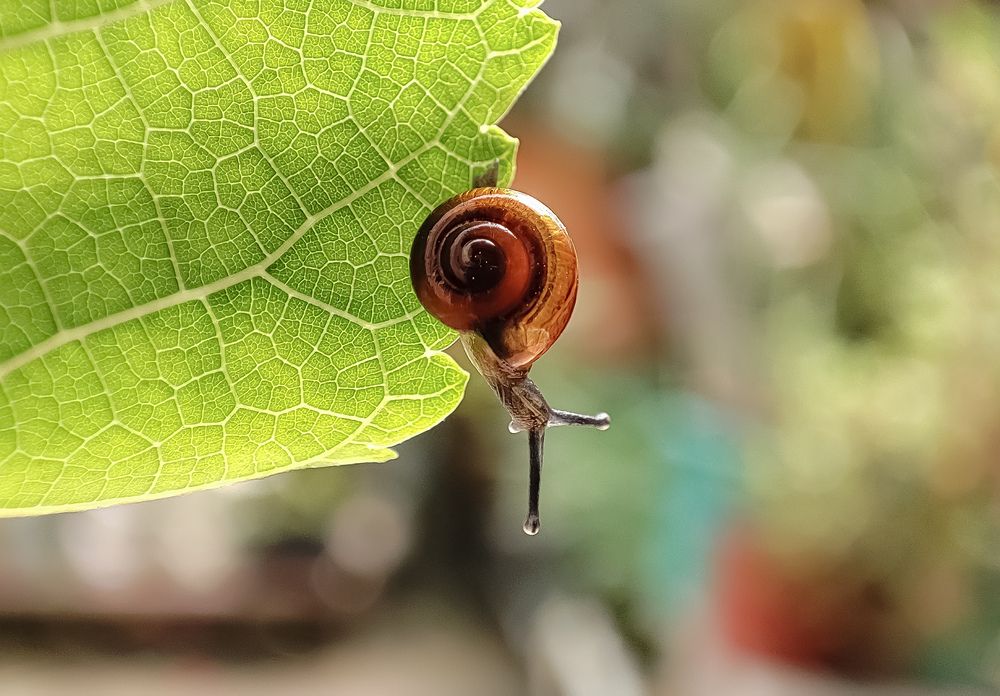 Photograph by Sulagna Mazumdar