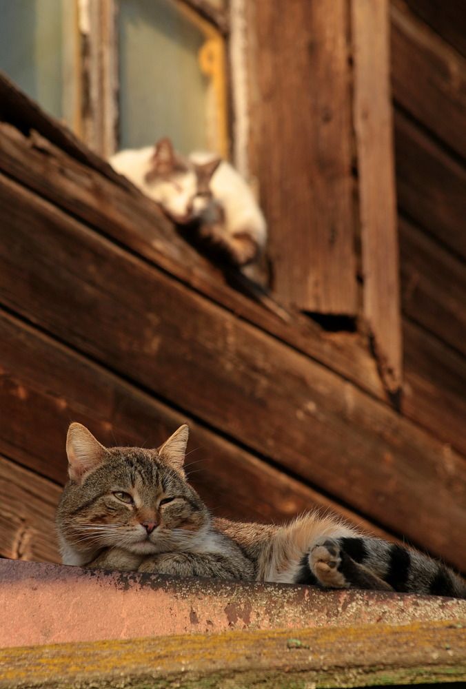 Фотография автора Александр Кожевников