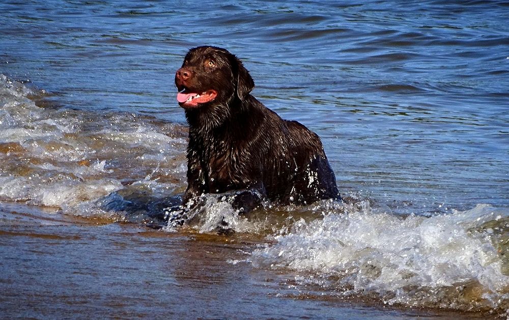 В ожидании команды.
