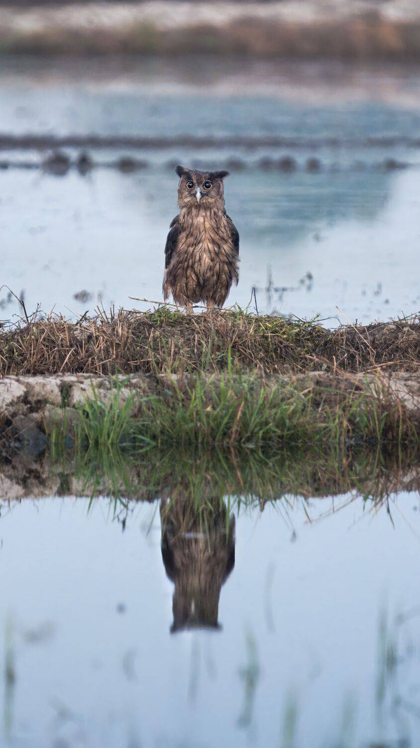 Reflections of the Hunter