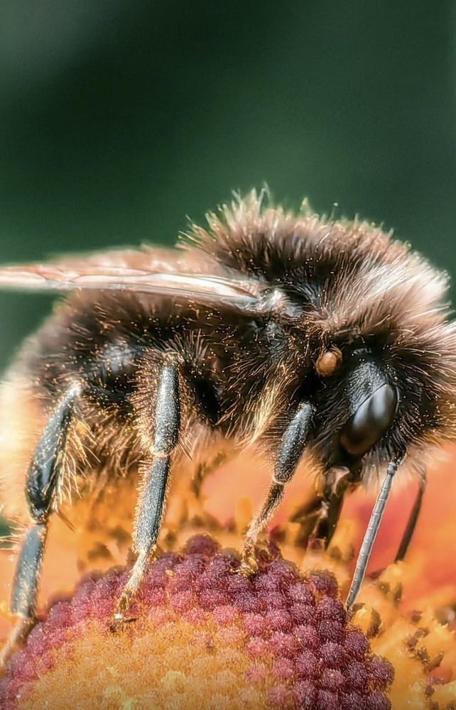 Parasite on the Worker Bee