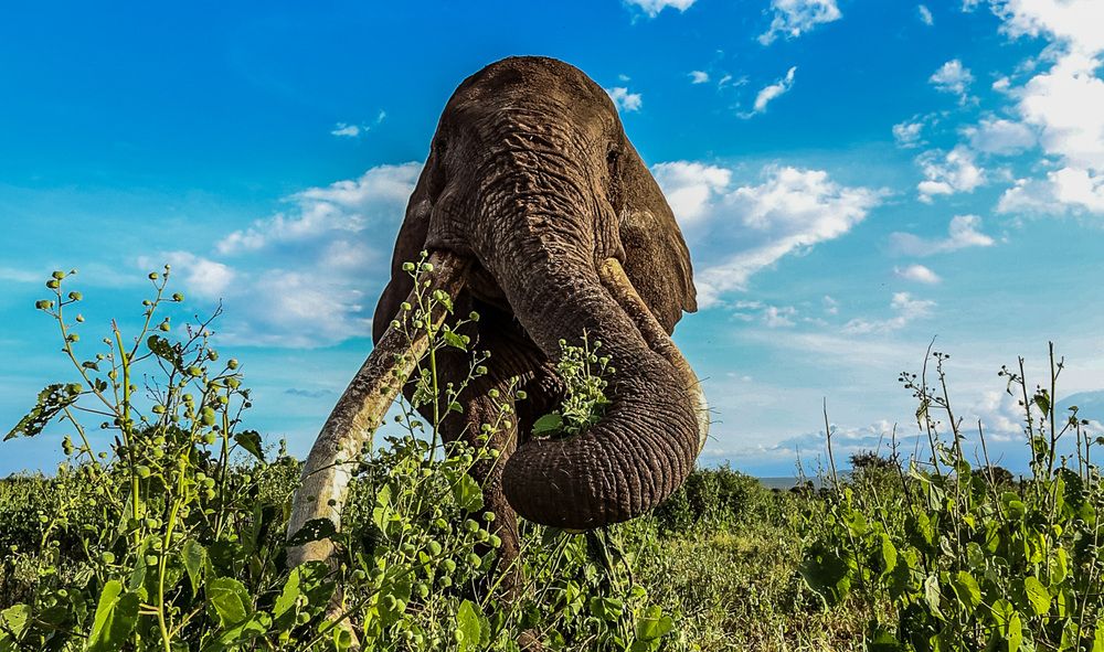 Mammoth of Amboseli!