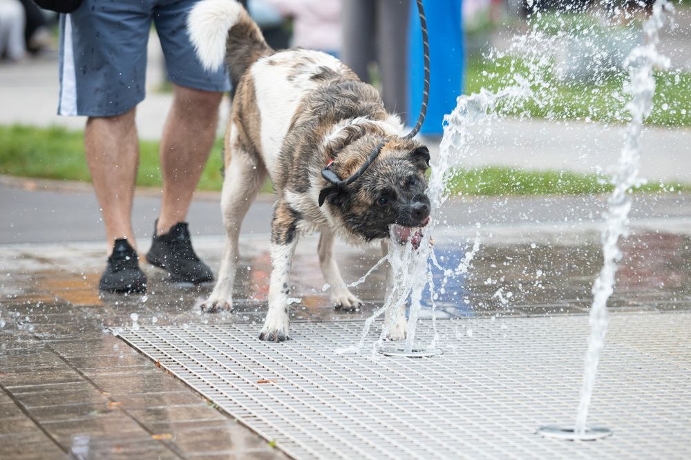 Photograph by Алексей Пирязев