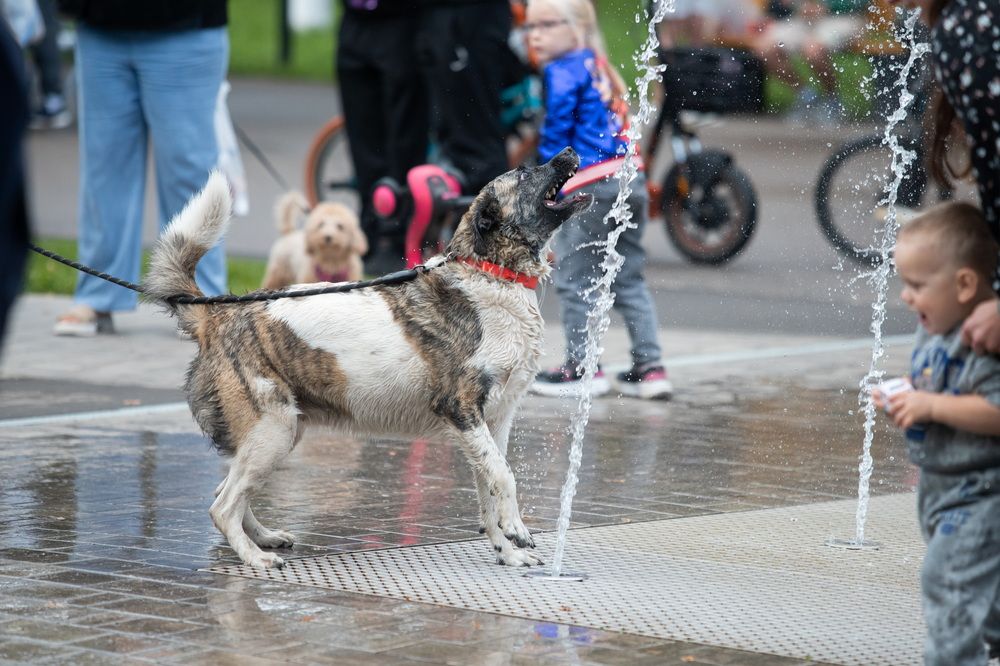 Photograph by Алексей Пирязев