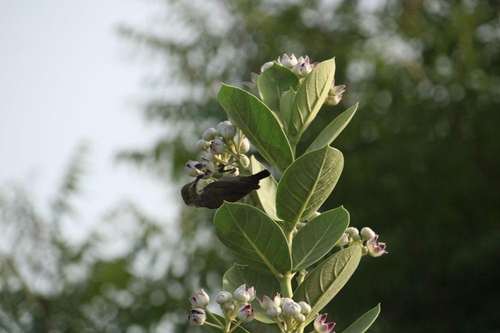 Photograph by Vishwa Trivedi