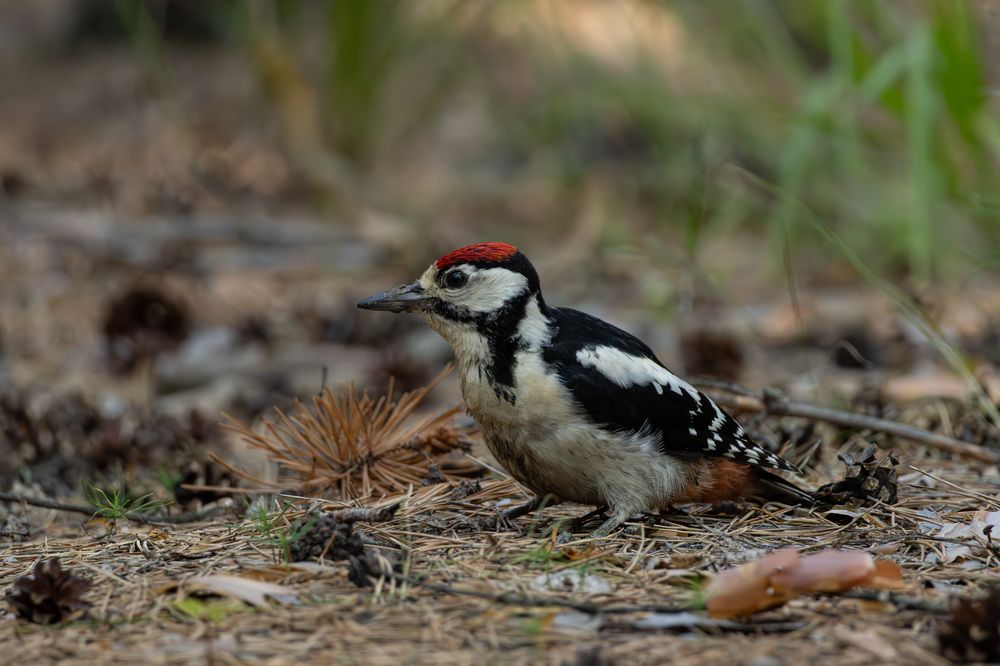 Dendrocopos major