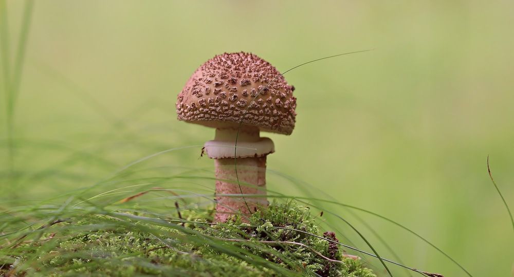 Мухомор серо-розовый Amanita rubescens