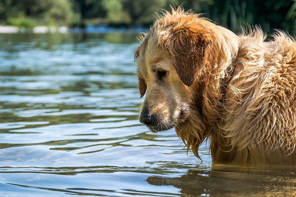 In the water