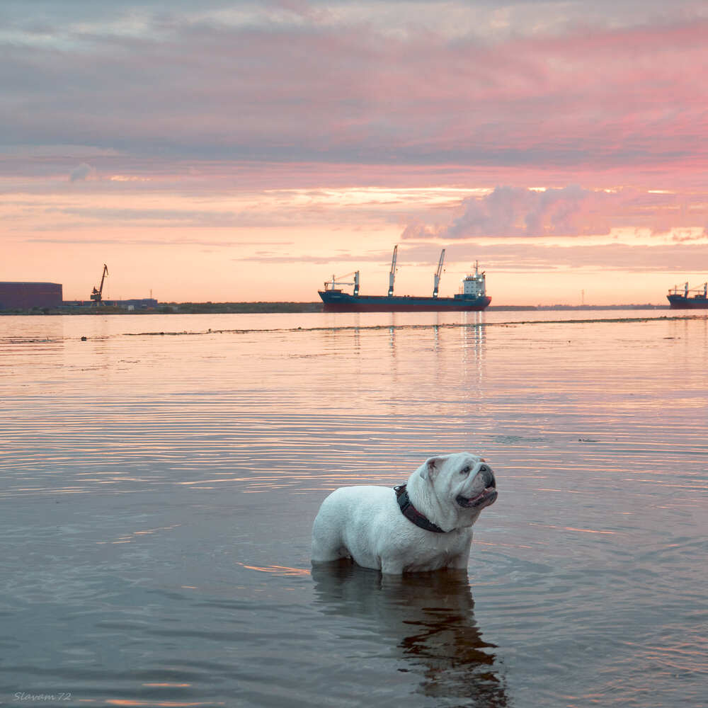 Фотография автора Вячеслав Аркадьевич Митрофанов