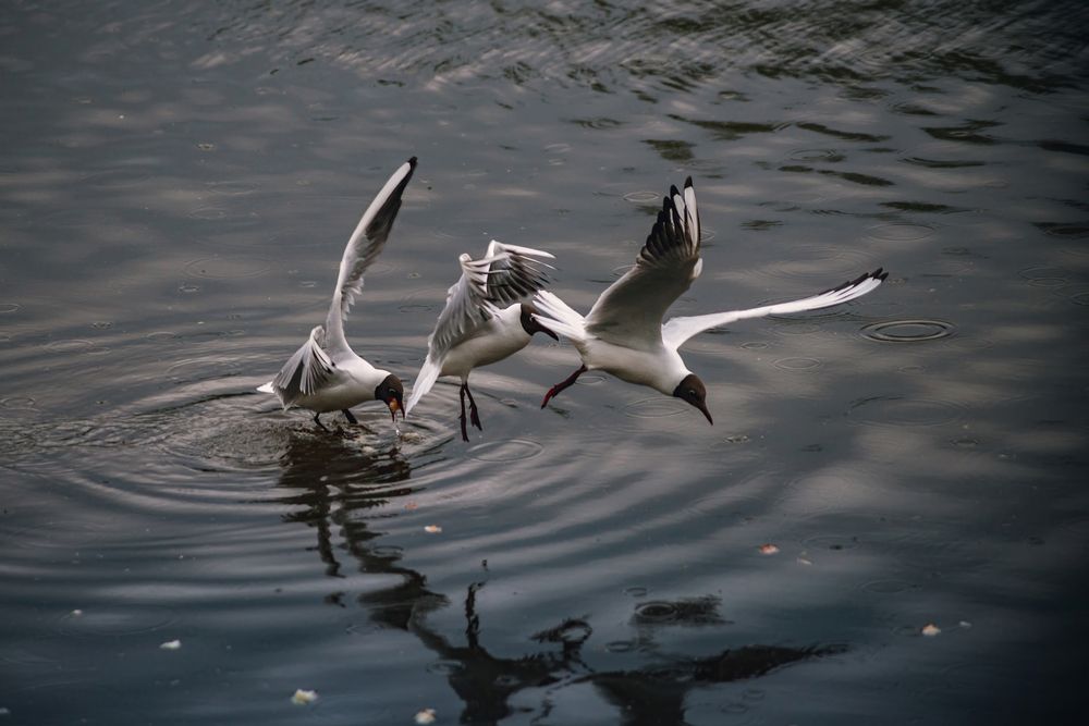 Photograph by Алексей