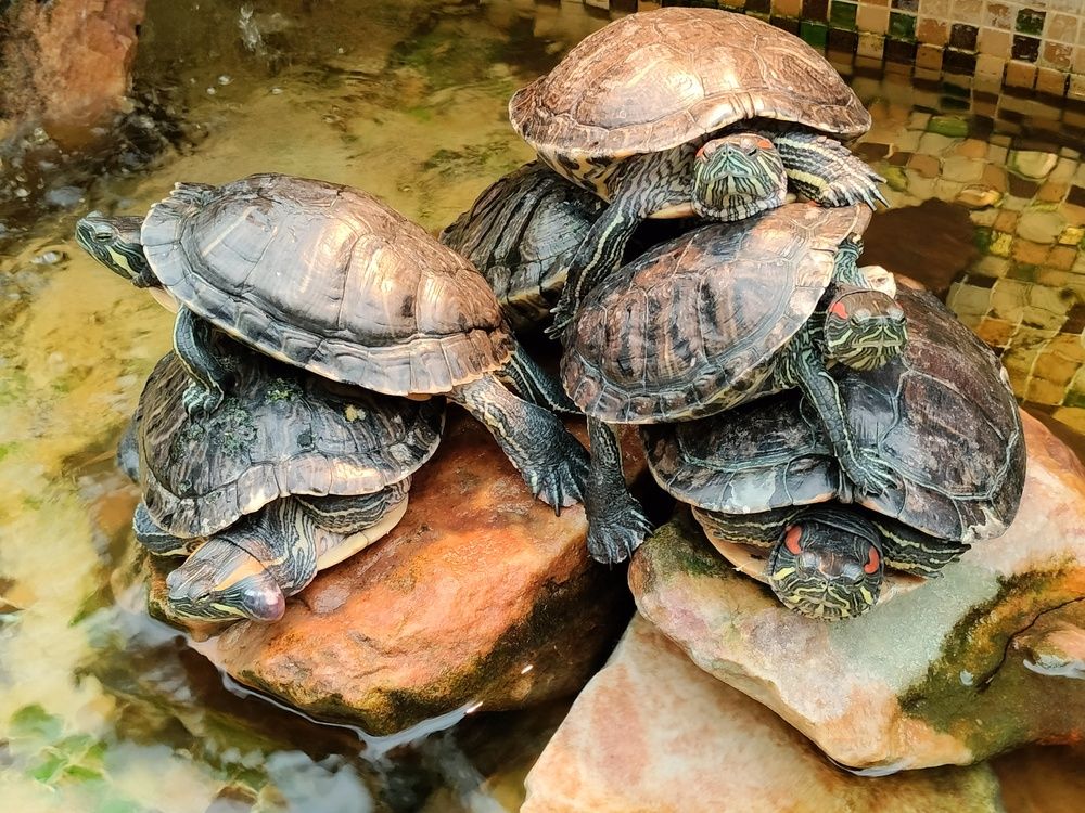 Фотография автора Юлия Денисенко