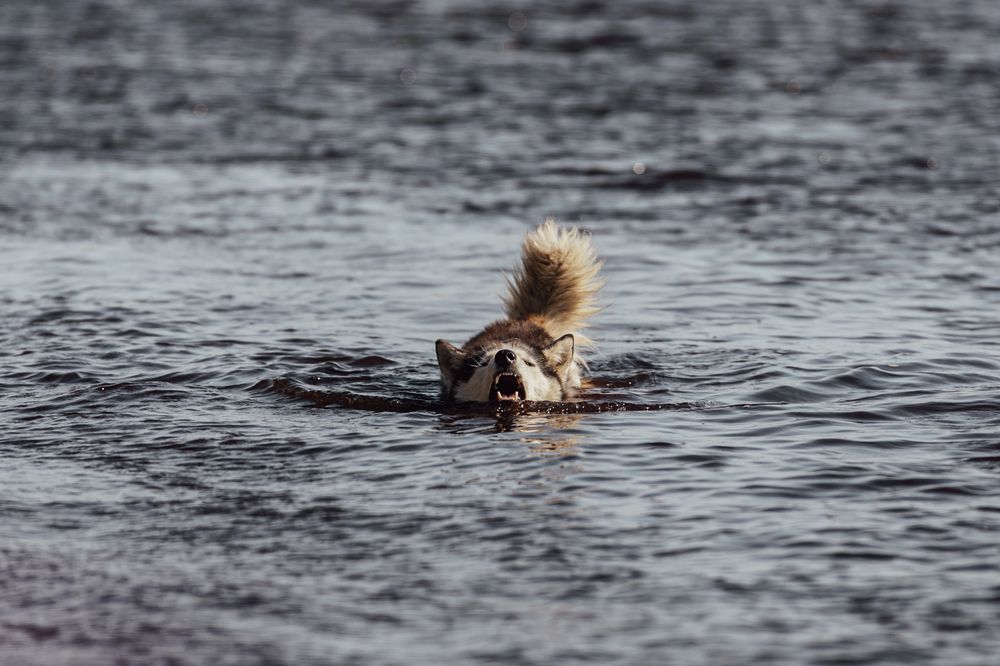 Photograph by G Shish