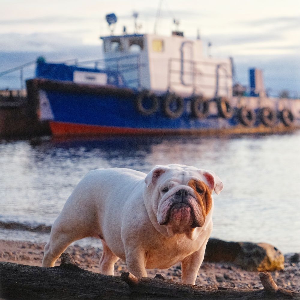Фотография автора Вячеслав Аркадьевич Митрофанов