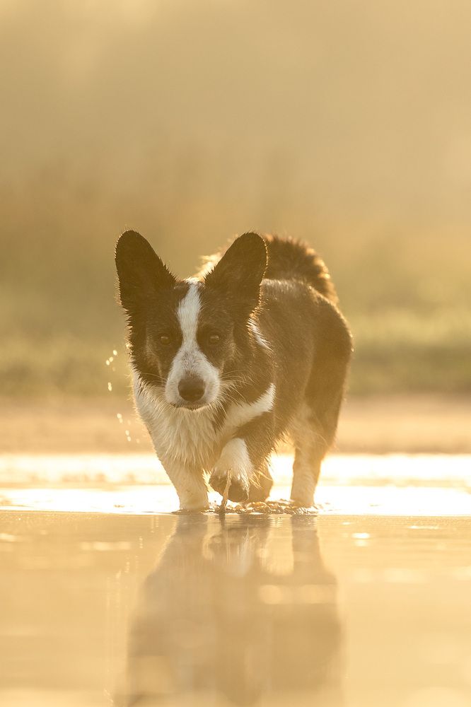 Photograph by Мария Комратова