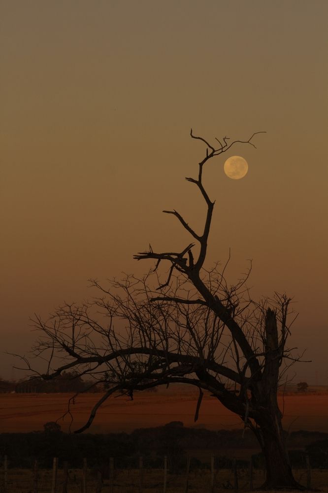 Photograph by Régis Santos