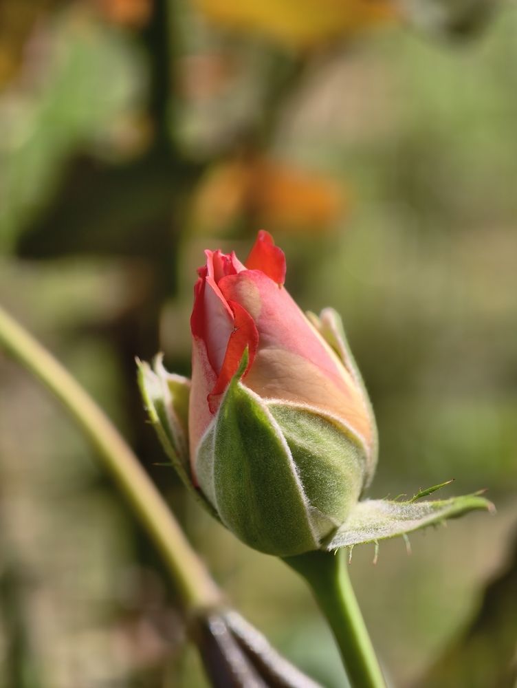 Photograph by Галина