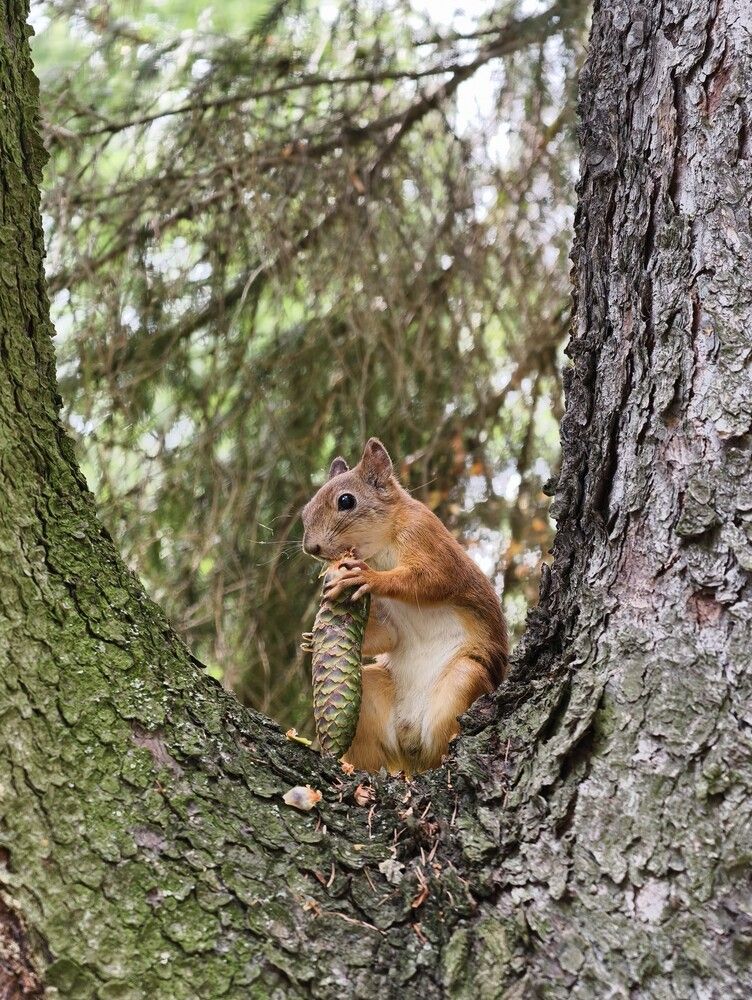 Photograph by Галина Бессуднова