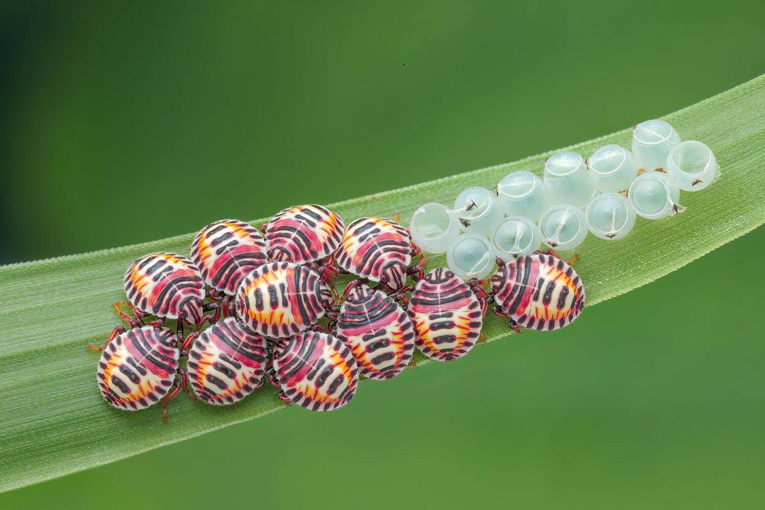 Babys Day out Babys Day out