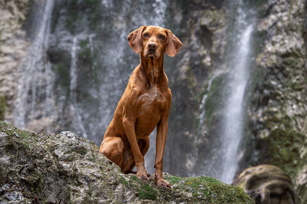 Photograph by Krisztián Csalami