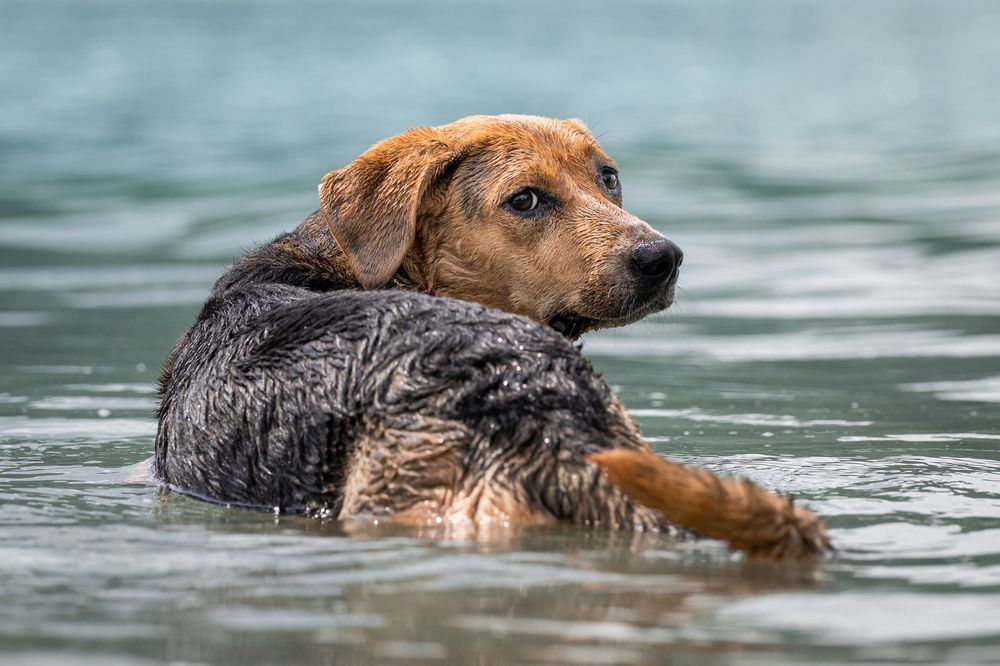 Photograph by Krisztián Csalami
