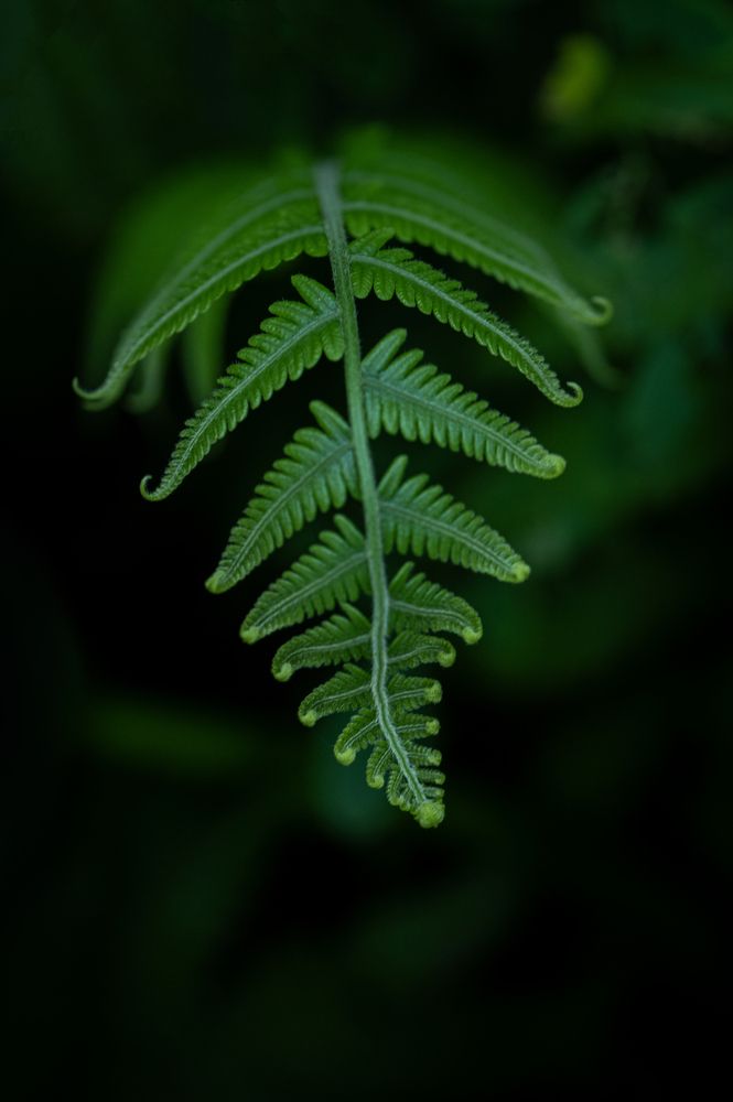 Photograph by Ankan Das