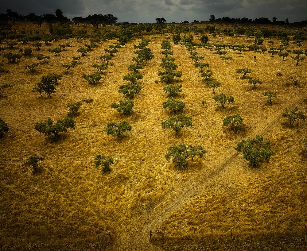 Photograph by Boris Bekelman