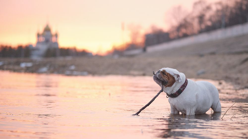 Фотография автора Вячеслав Аркадьевич Митрофанов