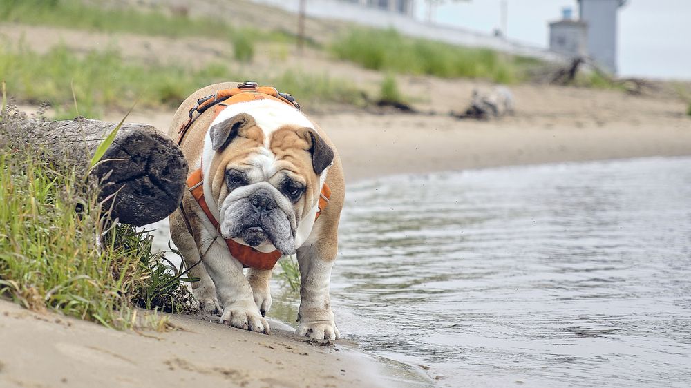 Фотография автора Вячеслав Аркадьевич Митрофанов