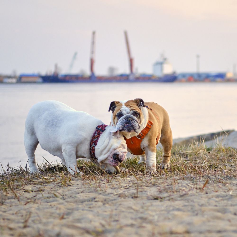 Фотография автора Вячеслав Аркадьевич Митрофанов
