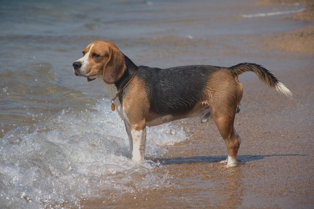 Фотография автора Альбина Хвастунова